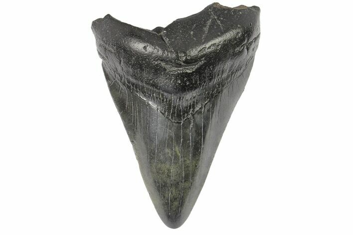 Fossil Megalodon Tooth - South Carolina #169306